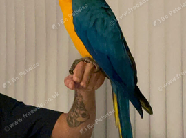 TAME & TALKING BLUE & GOLD MACAW &ndash; BEAUTIFUL BIRD