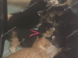Beautiful kittens