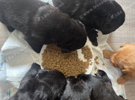 Labrador puppies