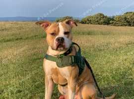 For stud American bull staffie
