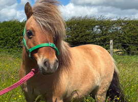 Mini Shetland dun gelding