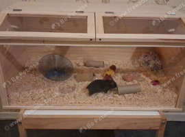 Female Syrian hamster with cage and accessories