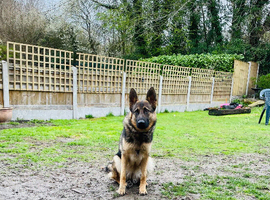 German shepherd