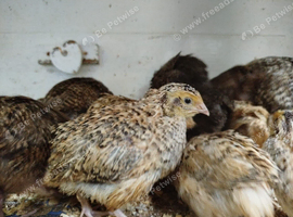 Quail various colours
