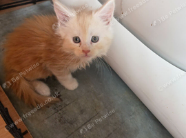 PEDIGREE MAINE COON KITTENS