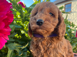 Cocker x poodle puppies