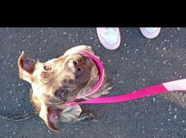 Female mastiff x herder