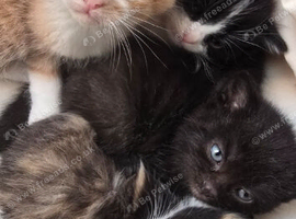 4 Adorable Kittens - Free Local Delivery Available!