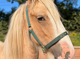 Eye catching Palomino Gelding