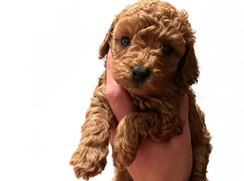 f1b cockerpoo puppies ready to leave