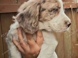 Cocker spaniel