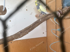 Lovely male budgie