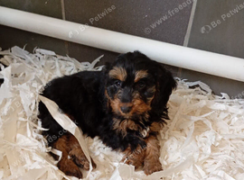 Cockapoo puppies