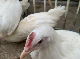 Pol hens 30 available