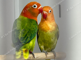 Love birds