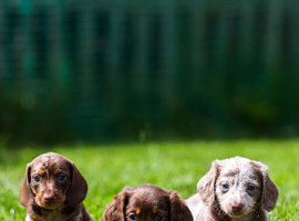 Quality boys and girls miniature Kc reg