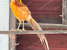 Yellow golden pheasant