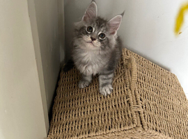 Tica registered Maine coones