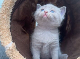 Chunky British shorthair kittens available