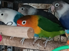Lovebirds fischers dna'd fischers lovebirds