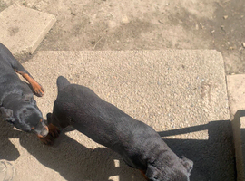Male Rottweiler pup