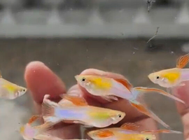 Japan blue double sword guppies guppy