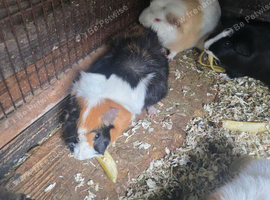 Adult male guinea pigs