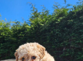 Cavapoochon Puppies