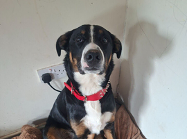 11 month male Mountain dog cross rehome