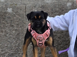 Beautiful 3 Year Old Female Jug Looking For A Loving Home
