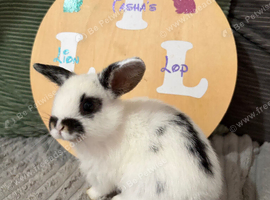 4 mini lion lops bunnies available
