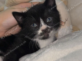 3 Male Kittens Available