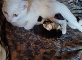 ALL SOLD Beautiful kittens ALL SOLD