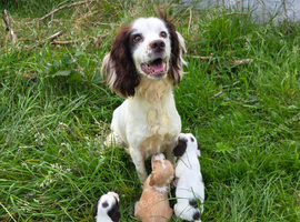 6 beautiful Cocker Spaniels