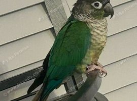 Ricco green cheeked conure