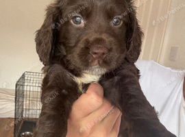 cocker spaniel puppies for sale