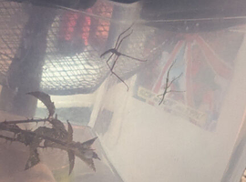 My new pets