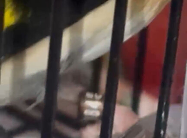 2025 BBC rung goldfinch cock