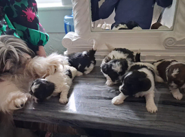 Shihtzu Puppies