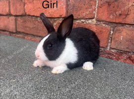 Dutch Bunnies