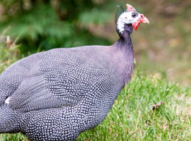 Guinea fowl hatching eggs for sale
