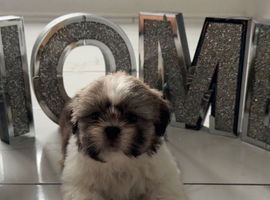 PURE Shih Tzus Puppies READY
