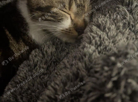 Hidi the cat
