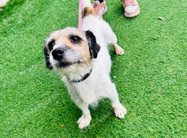 Jack Russell bitch