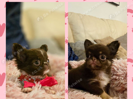 XX Chihuahua chocolate longcoat puppies XX