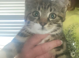 Kittens flead and wormed