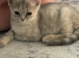 Beautiful Scottish Fold/Straight kittens