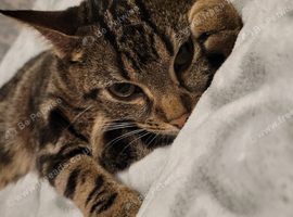 Cat for rehome