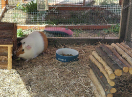 2 Boars