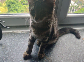 Male kitten